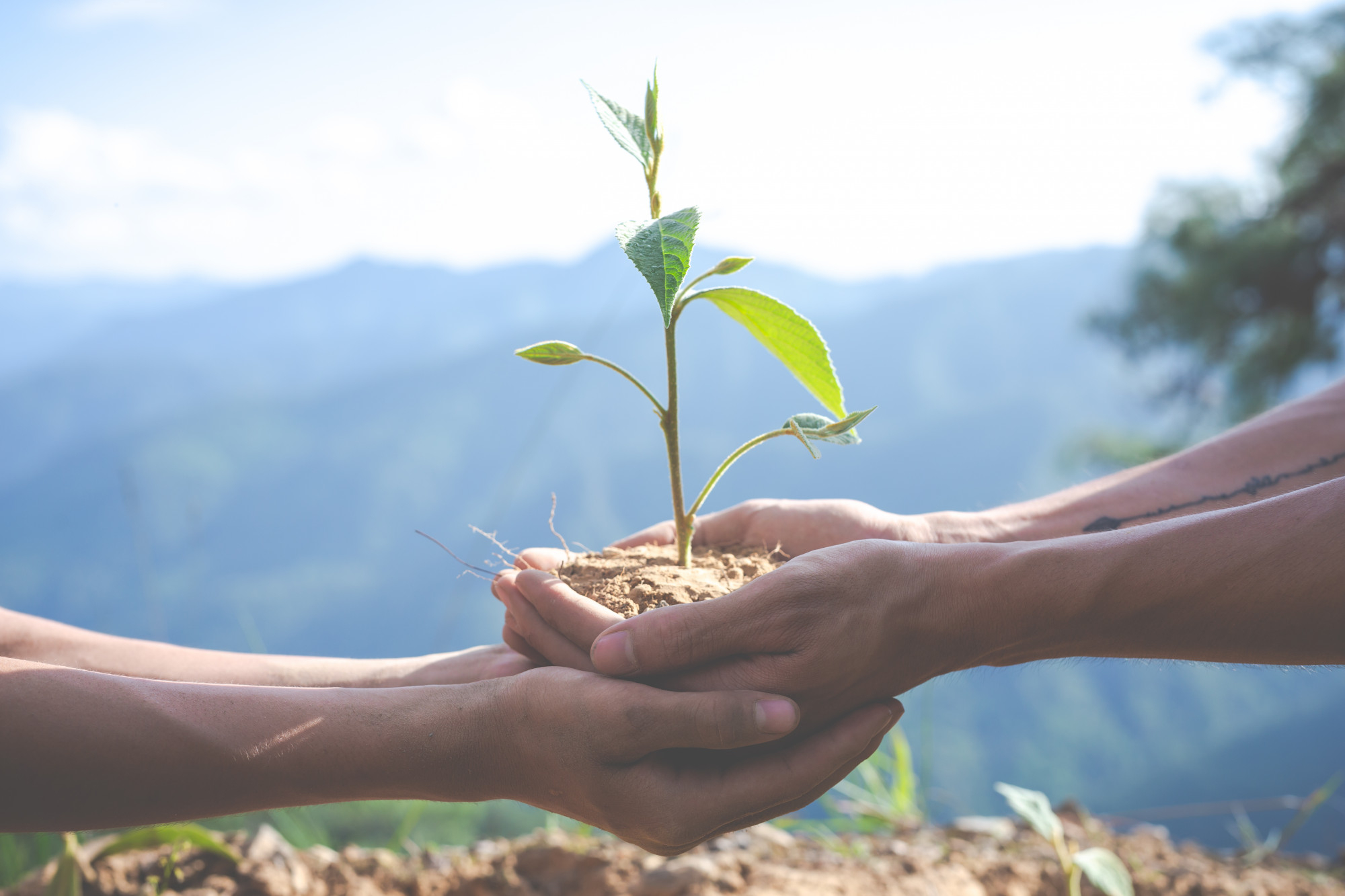 Exploring the Difference Between Natural and Organic Cosmetics Ingredients